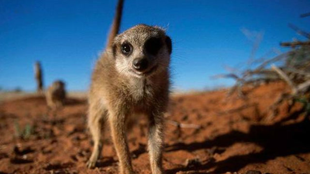 外表超可爱的狐獴但吃饭时这些狐獴变得超级凶猛