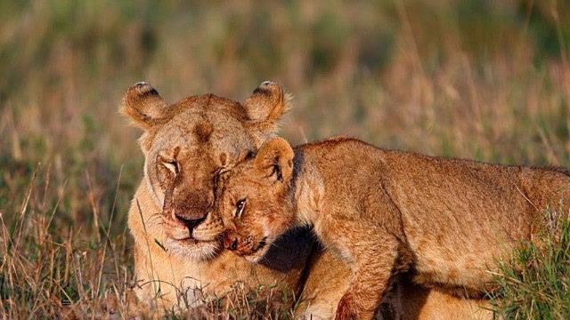 饥饿的狮子发现豹子,直接发起进攻,镜头拍下豹子生命最后一程