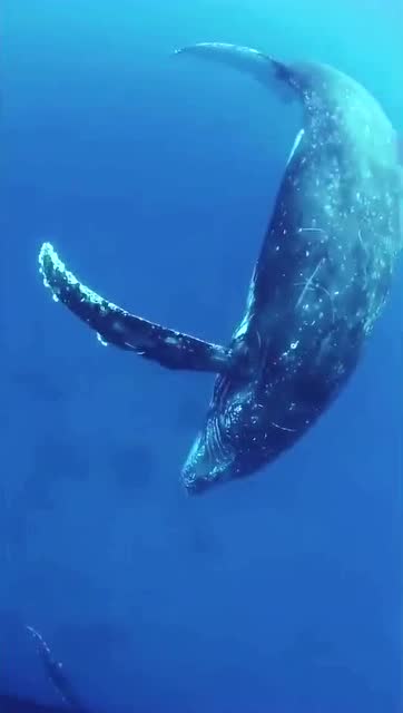 鲸鱼的叫声,是世界上最孤独的!像是大海的哭泣!