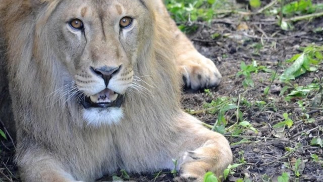 俄罗斯动物保护区的一群狮子,好像体型比非洲狮子还大
