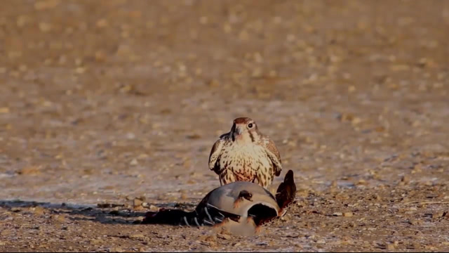 游隼秒杀鸭子,肉眼都无法捕捉,游隼:你对速度一无所知