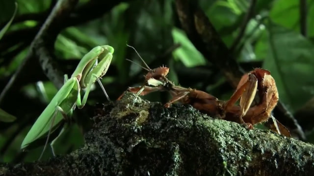 带刺盔甲的竹节虫能挡住螳螂的进攻吗结局出人意料