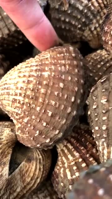 这么大的血蛤有吃过的没?超级肥美!平时真的看不到,要路边摊偶遇