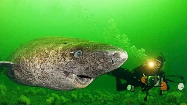 世界上最"自闭"的鲨鱼,生于明朝,活的却是最安逸的一条鱼