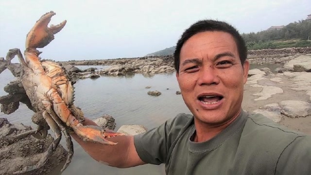 老四赶海:老四赶海收地笼,发现"大块头"青蟹,唱儿歌引诱它爬出洞!