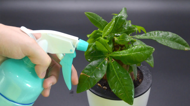 杀虫剂不用花钱买,教你自制杀虫剂,喷一喷杀死虫子一大片,太棒了