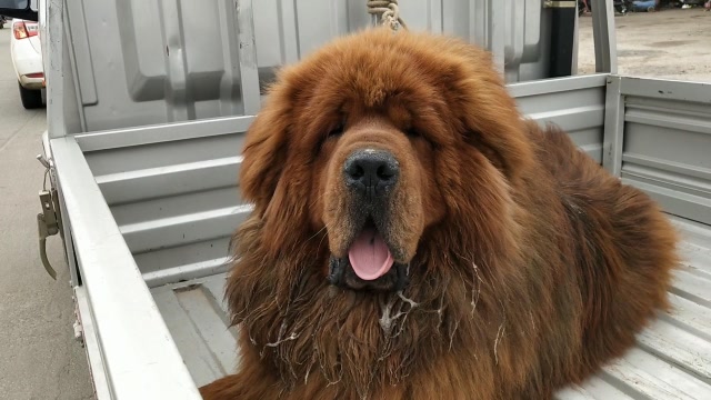 南阳狗市场,价值10000多的红獒,大哥却只卖1200元,这是为啥