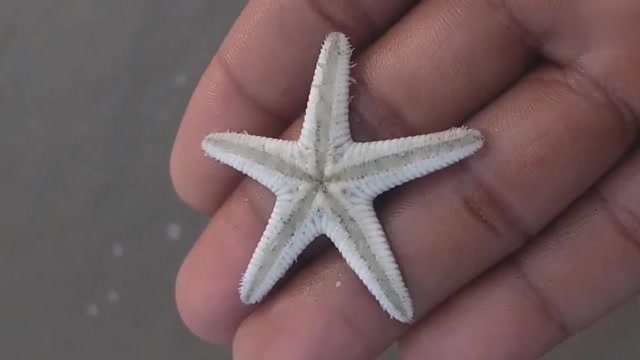 第一次这么近距离观看海星,原来它有这么多"脚"