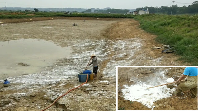 农村鱼塘清塘为育苗做准备看看用生石灰消毒有哪些要注意的