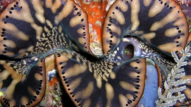 海洋中最大的贝壳,人称"食人贝",真的能威胁到人类吗?