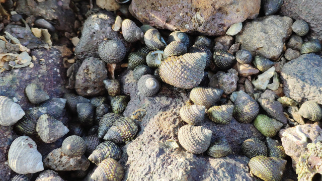 海里野生小海螺多,小伙赶海各种捡,回家后可以爆炒也可以盐水煮
