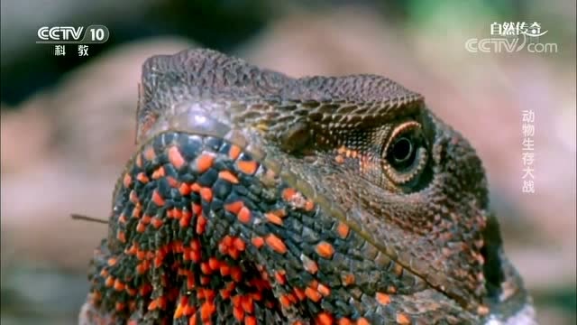 自然传奇伞蜥靠后肢直立奔跑每小时可达到48千米的速度