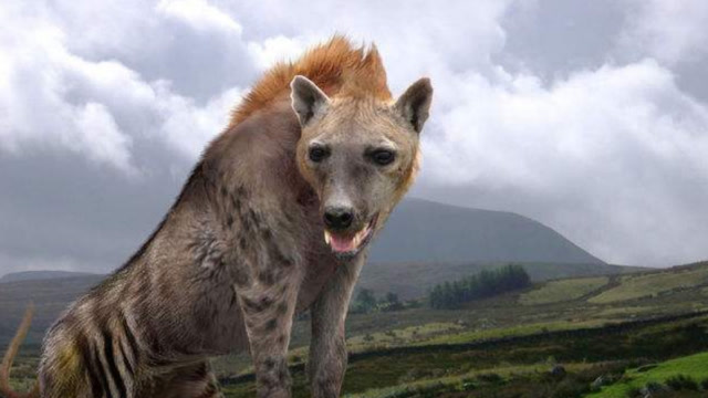 远古野猪横行大陆百万年,称王称霸不放过任何动物