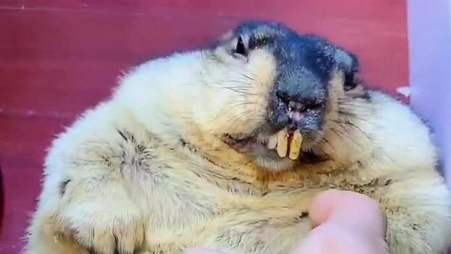 土拨鼠板牙天天啃铁笼子,结果牙就变成了这样,这谁顶得住啊!