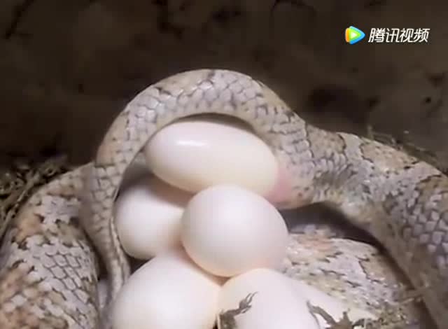 玉米蛇生蛋的全过程!