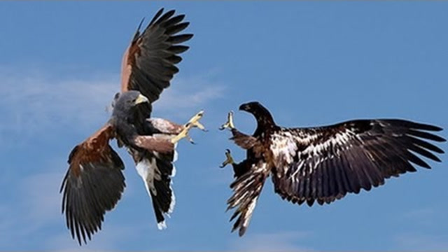 塑料姐妹情?金雕老鹰上演过河拆桥,镜头记录下绝望全程