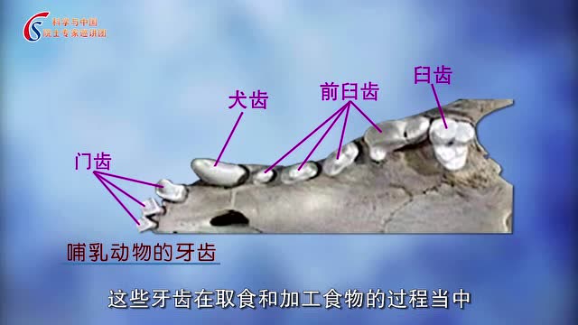 哺乳动物的演化历程:哺乳动物的牙齿结构