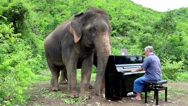 给大象演奏《language of flowers》