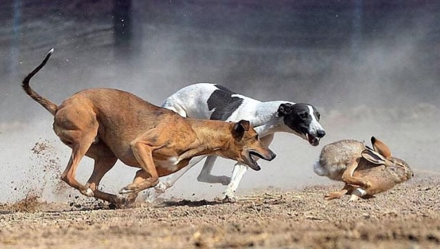 "狗撵兔"之战,来自一只兔子的挑衅,格力犬:我还撵不上你?