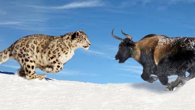 雪豹捕猎小牦牛,为了保护孩子,牦牛妈妈悲痛欲绝"顶飞"雪豹!