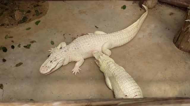 白化的鳄鱼,全世界都只有20只!