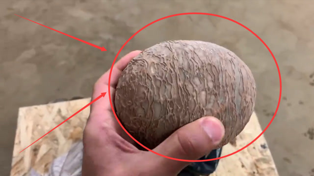 老外花10万美金买恐龙蛋化石?高压水刀切开后,网友:这波亏了