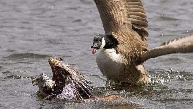 老鹰捕杀小鸭子,不料遭到鸭妈妈反杀,活活按死太解气了!