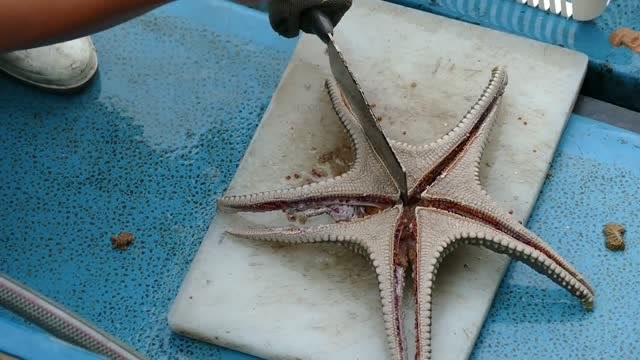 看看海星内部结构啥样,这回算是看清楚了