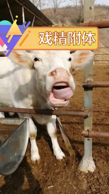 这头奶牛伸出舌头的那一刻,如同戏精附体,看完都别笑!