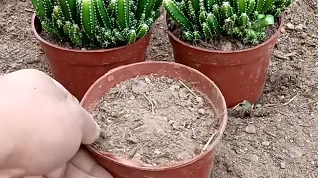 万重山扦插技术成活率百分之百简单易学值得推广