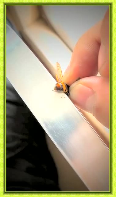 蜜蜂尾部的特写,原来小时候被扎,是这样扎进去的