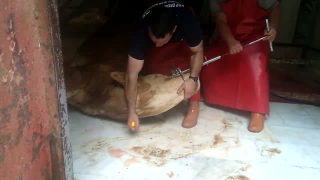 看看杀牛是怎么让牛不动的把神器往牛头上一套就抹脖子