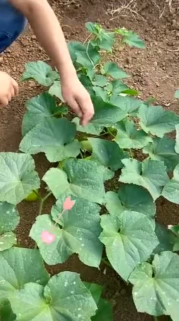 不用搭架的爬地黄瓜