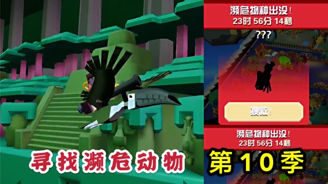 疯狂动物园:寻找30只濒危动物第10季,丛林中的濒危巨嘴鸟