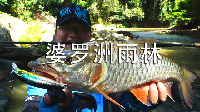 蓝旗鱼路亚 | 寻梦第9集 探秘婆罗洲雨林,邂逅山河王者水马骝