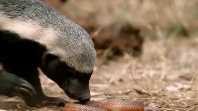 平头哥捕蛇如囊中取物一样简单