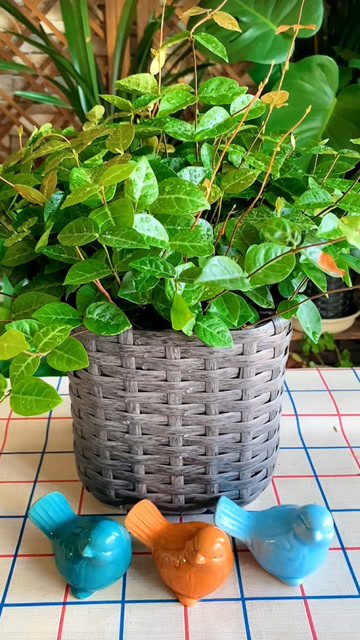 废旧油桶变花盆,史上最详细教程,想学不会都难!