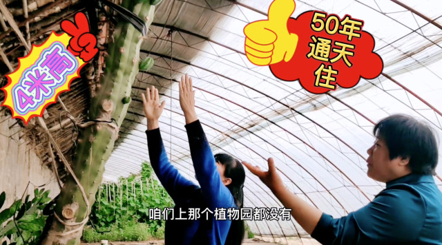 京郊多肉大棚现罕见植物,生长50年4米高的通天柱和爬满墙的飞龙