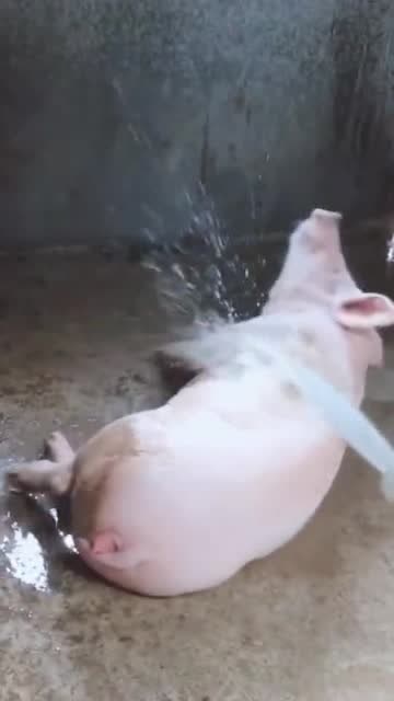 天气太热了,给猪洗澡降温,看把它舒服的!关注592天前亦巧青易动漫