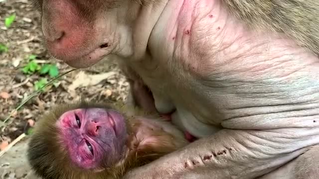 猴子刚生的宝宝,憋的小猴子一脸黑紫,每个妈妈都是伟大的!