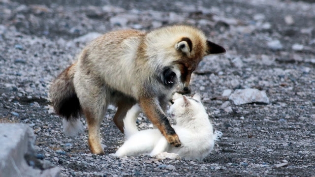 猫和狐狸的对决,猫的功夫可不是花架子,镜头记录全过程