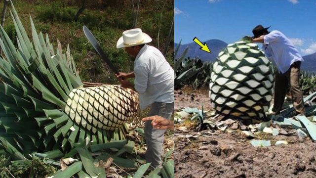 世界最大菠萝,他不是用来吃的,而是用来酿酒的