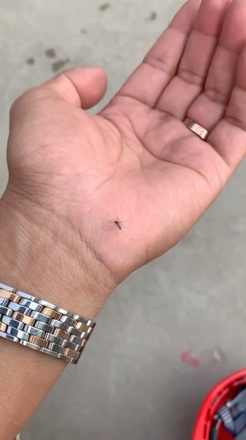 蚊子跑手上来了