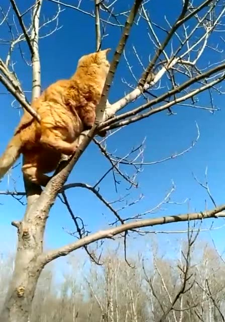 老鼠见了猫,求生欲太强了,猫爬上树尴尬了!