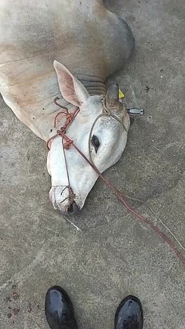 老牛知道挣扎也没用,躺在地上任人宰割,这一幕看得我心痛不已!