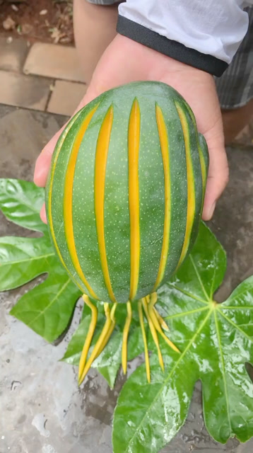 凯特芒果,个大核小肉甜