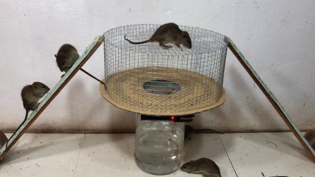 太坏了!男子自制12伏电的老鼠陷阱,老鼠被电的两腿发直!