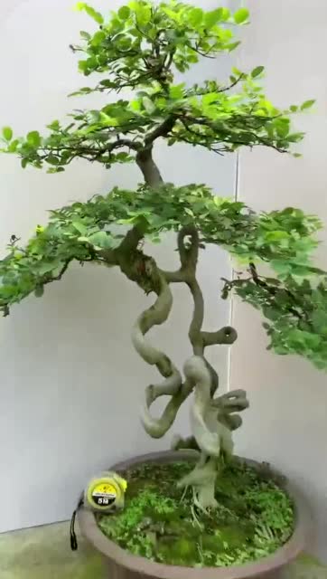 怪桩造型盆景,根部互相来回缠绕,简直就是世间极品
