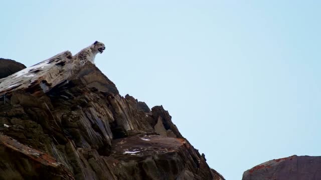 地球脉动:雌雪豹站在最高处呼叫,以便雄雪豹能找到它