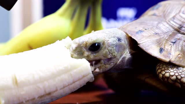 迷之萌宠:可爱动物小乌龟吃香蕉